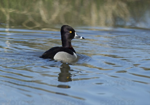 A ring necked duck swims along in the calm water