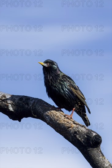 A small European Starling is perched on a bare branch against a blue sky at Farragut State Park in north Idaho