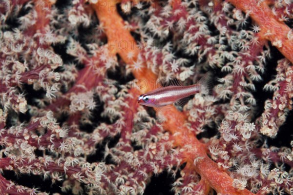 Pink-striped dwarf goby, Eviota bifasciata, Tufi, Solomon Sea, Papua New Guinea, Oceania