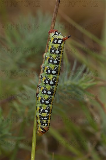 Spurge hawk-moth, caterpillar, Hyles euphorbiae, spurge hawk-moth, caterpillar