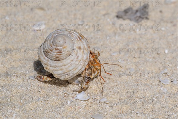 Hermit crab (Dardanus calidus), private island, bird island, privileged, ecological, adventure, Tetiaroa, atoll, Marlon Brando Island, French Polynesia, Society Islands, Leeward Islands, Oceania