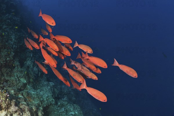 Red Slender pinjalo on the reef, Pinjalo lewisi, Nagali, Fiji, Oceania