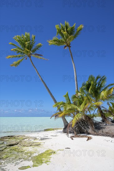 Coconut palms (Cocos nucifera) on the beach, private island, bird island, privileged, ecological, adventure, Tetiaroa, atoll, Marlon Brando Island, French Polynesia, Society Islands, Leeward Islands, Oceania