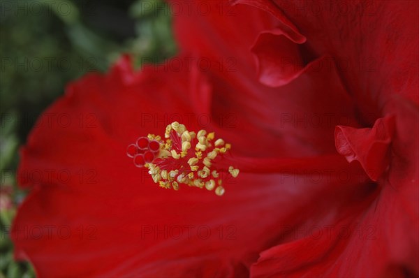 Detail of red hibiscus, Hibiscus rosa-sinensis, in garden setting