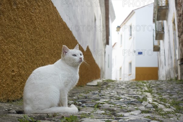 White street stray abandoned cat on stone road of a historic village with white buildings in Mertola Alentejo, Portugal, Europe