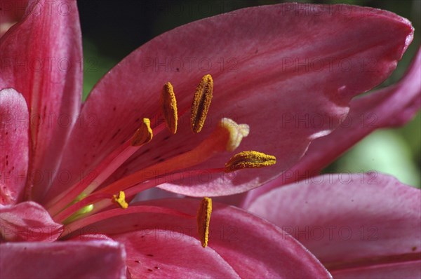 Closeup of pink Asiatic Lily, Royal Love, Hemerocallis flava