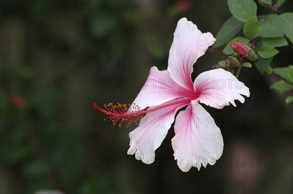 Hibiscus flower, Hibiscus rosa-sinensis, in garden setting