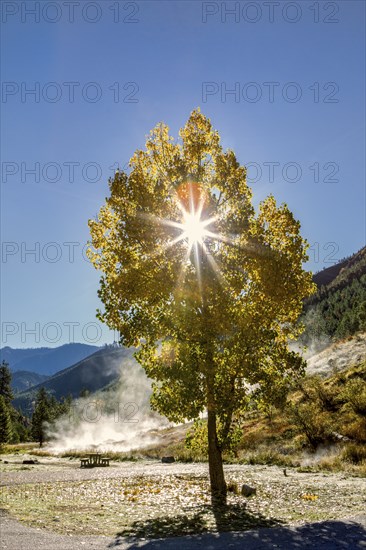 Sun shines through a tree with yellow leaves in autumn at the Kirkham Hotsprings in souhtern Idaho