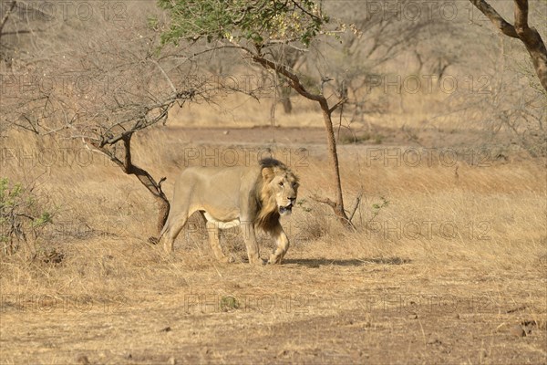 Asiatic Lion (Panthera leo persica), male, Gir Interpretation Zone, Gir Forest National Park, Gir Sanctuary, Gujarat, India, Asia