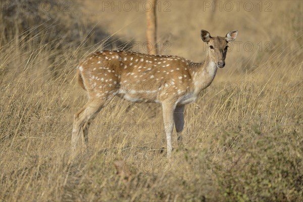 Chital, Cheetal or Axis Deer (Axis axis), female, Gir Forest National Park, Gir Sanctuary, Gujarat, India, Asia