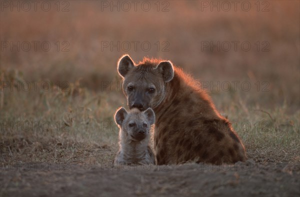 Spotted Hyena (Crocuta crocuta) with young at den, Hyena, Massai Mara Game Reserve, Kenya, spotted hyena with young at den, Massai Mara Game Reserve, Kenya, Africa