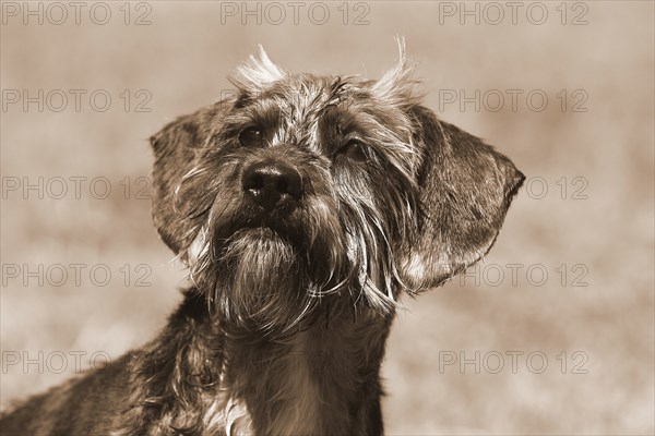 Dachshund Shih Tzu mix (Canis lupus familaris), male 4 years, portrait, in sepia, North Rhine-Westphalia, Germany, Europe