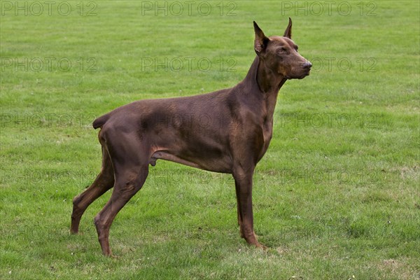 Doberman Pinscher, Pincher, domestic dog (Canis lupus familiaris) in the garden