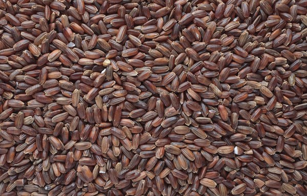 Red rice, Camargue rice from France, rice variety with a red bran layer, usually offered as brown rice, wholemeal product, the rice gets its red colour from the anthocyanin content in its bran layer