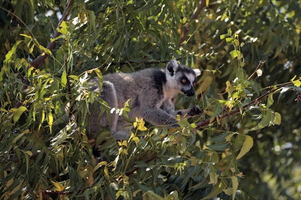 Ring-tailed Lemur (Lemur catta), Berenty Private Reserve, Madagascar, ring-tailed lemur, Berenty Reserve, Madagascar, Africa