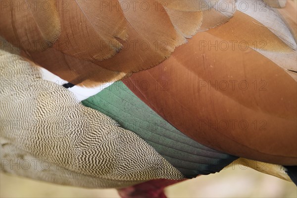 Egyptian goose (Alopochen aegyptiaca), feathers, detail, Bavaria, Germany Europe