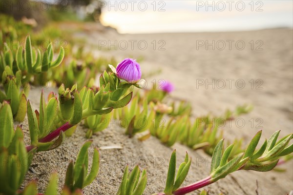 Hottentot-fig (Carpobrotus edulis) growing on a beach near Tarragona, Catalonia, Spain, Europe