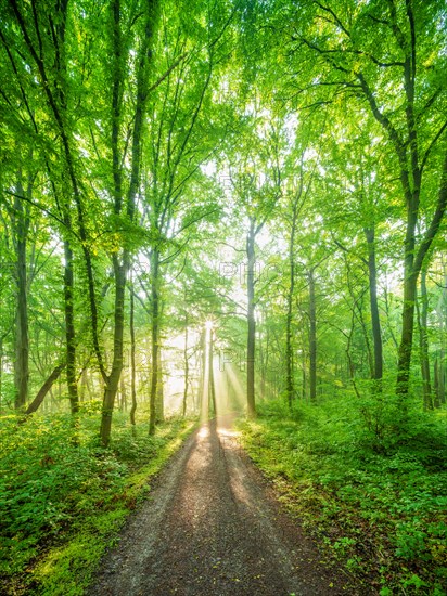 Hiking trail through natural deciduous forest of oaks and beeches in spring, fresh green, sun shining through morning mist, Burgenlandkreis, Saxony-Anhalt, Germany, Europe