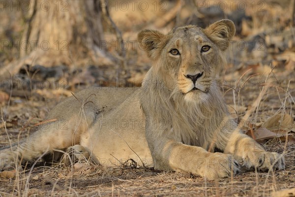 Asiatic Lion (Panthera leo persica), young male, Gir Forest National Park, Gir Sanctuary, Gujarat, India, Asia