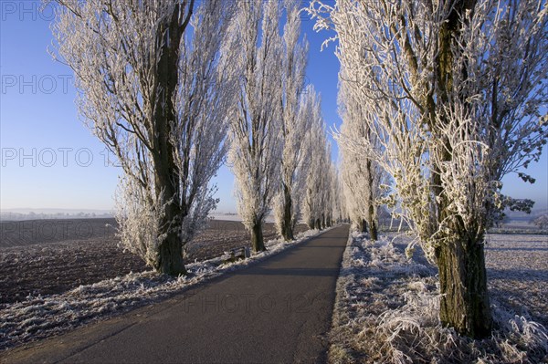 Hoarfrost covered Aspen Avenue, Baden-Württemberg, poplar avenue with hoarfrost, Baden-Württemberg, Germany, Europe