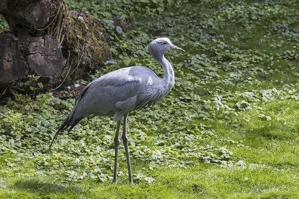 Blue crane, Stanley crane, paradise crane (Grus paradisea) national bird of South Africa