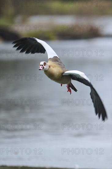 Egyptian goose (Alopochen aegyptiaca), flying, Bavaria, Germany Europe