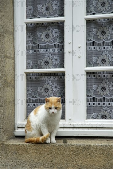 House cat on windowsill, Vannes, Morbihan, Brittany, France, Europe