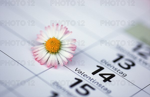 Calendar, Valentine's Day, daisies