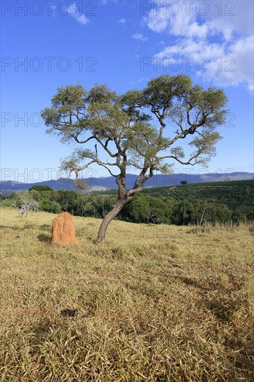 Tree and termite mound, Serra da Canastra landscape, Sao Roque das Minas, Minas Gerais state, Brazil, South America