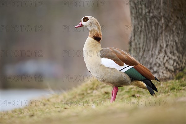 Egyptian goose (Alopochen aegyptiaca), standing on a meadow, Bavaria, Germany Europe