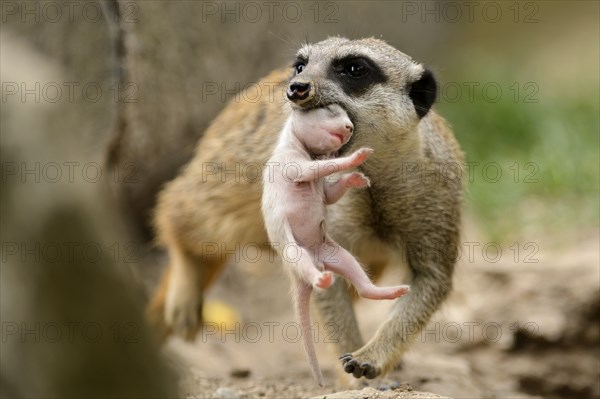 Meerkat (Suricata suricatta), female carrying young