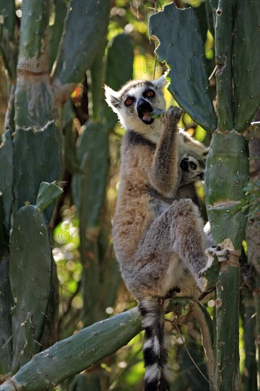 Ring-tailed Lemurs (Lemur catta), female with young, Berenty Private Reserve, Madagascar, female with young, Berenty Reserve, Madagascar, Africa