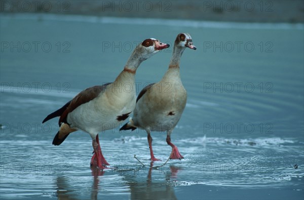 White-fronted Geese, pair, Ngorongoro Crater, Tanzania, egyptian geese (Alopochen aegyptiacus), pair, Ngoro-Ngoro Crater, Tanzania, Africa