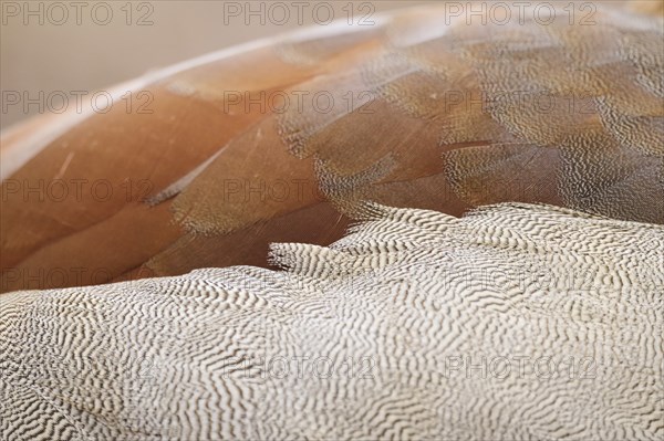 Egyptian goose (Alopochen aegyptiaca), feathers, detail, Bavaria, Germany Europe