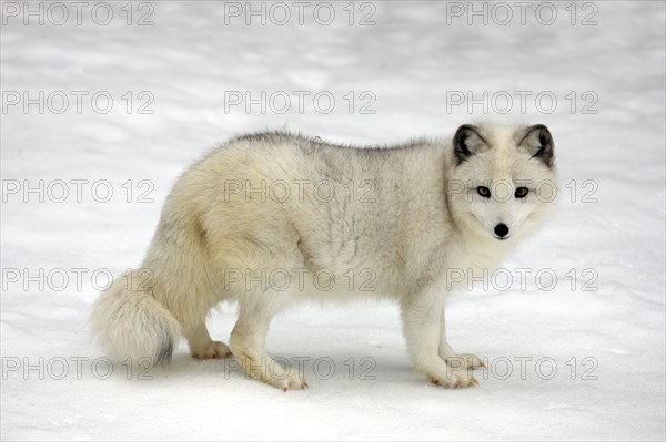 Ice fox, arctic fox (Vulpes lagopus), lateral, detachable