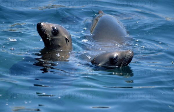 Californian Sea Lions (Zalophus californianus), Monterey, California, USA, North America