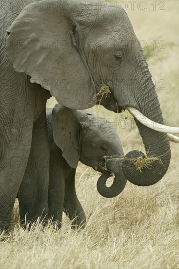 African elephants (Loxodonta africana), cow with calf, Massai Mara Game Reserve, Kenya nish elephant cow with calf, Massai Mara Game Reserve, Kenya, Africa