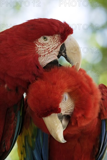 Green-winged Macaw (Ara chloroptera) and Scarlet Macaw (Ara macao)