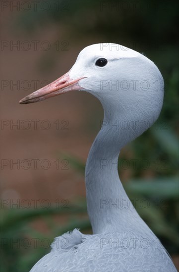 Stanley Crane (Anthropoides paradisea), South_Africa, Paradieskranich, Suedafrika /