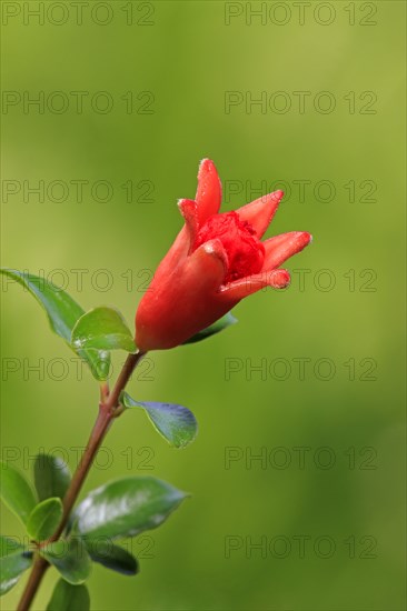 Pomegranate (Punica granatum) blossom