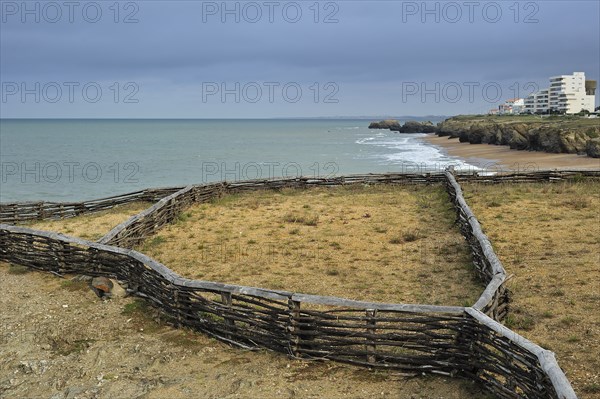 Wooden windbreaks for cliff vegetation restoration in Saint-Hilaire-de-Riez, La Vendée, Pays de la Loire, France, Europe