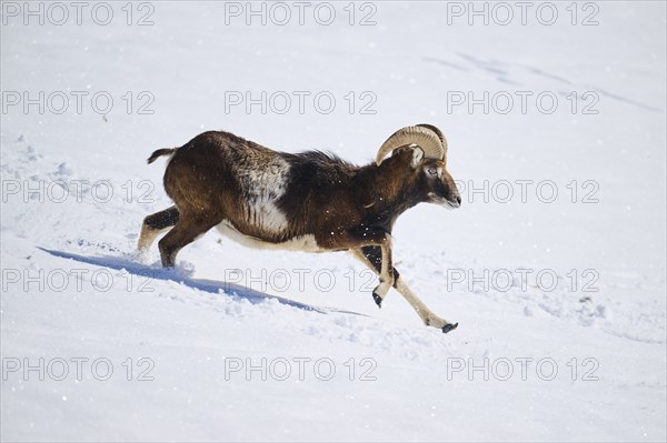 European mouflon (Ovis aries musimon) ram on a snowy meadow in the mountains in tirol, Kitzbühel, Wildpark Aurach, Austria, Europe