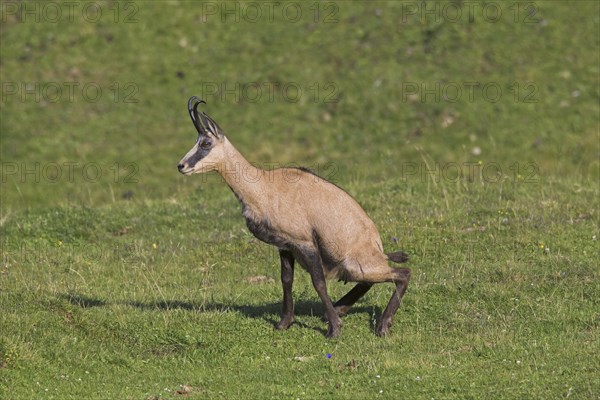 Chamois (Rupicapra rupicapra) female urinating by squatting in mountain meadow, Alpine pasture in the European Alps in summer