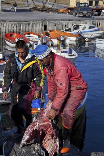 Inuit hunters unload muskox (Ovibos moschatus) meat from boat in the Uummannaq harbour, North-Greenland, Greenland, North America