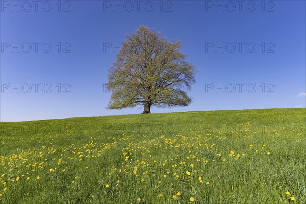 Common beech (Fagus sylvatica) in spring, solitary tree near Rieden am Forggensee, Ostallgäu, Allgäu, Bavaria, Germany, Europe