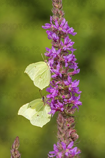 Butterflies collecting nectar, brimstone (Gonepteryx rhamni), purple loosestrife (Lythrum salicaria), near Garstedt, Lower Saxony, Germany, Europe