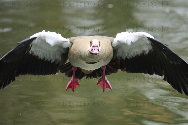 Egyptian goose (Alopochen aegyptiaca), flying, Bavaria, Germany Europe