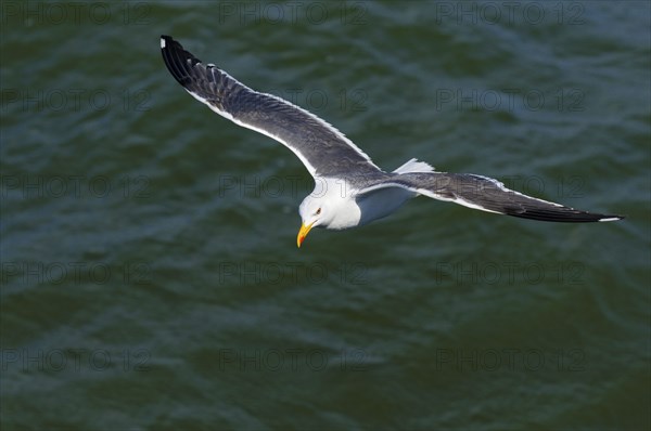 Herring Gull, Texel, North Holland, Netherlands