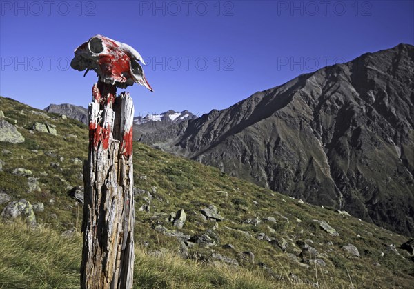 Painted goat skull on wooden stake as marker along hiking trail in the mountains of the Stubaital, Stubai Alps, Tyrol, Austria, Europe