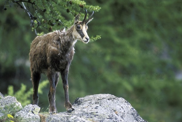 Chamois (Rupicapra rupicapra) in summer, Gran Paradiso National Park, Italian Alps, Italy, Europe